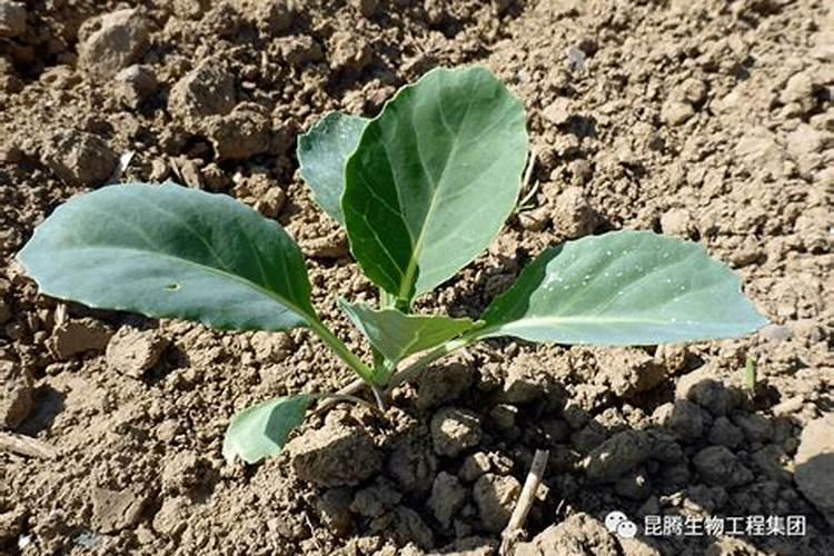 大白菜什么时候追肥好
