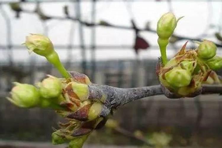 硼肥叶面喷施用量