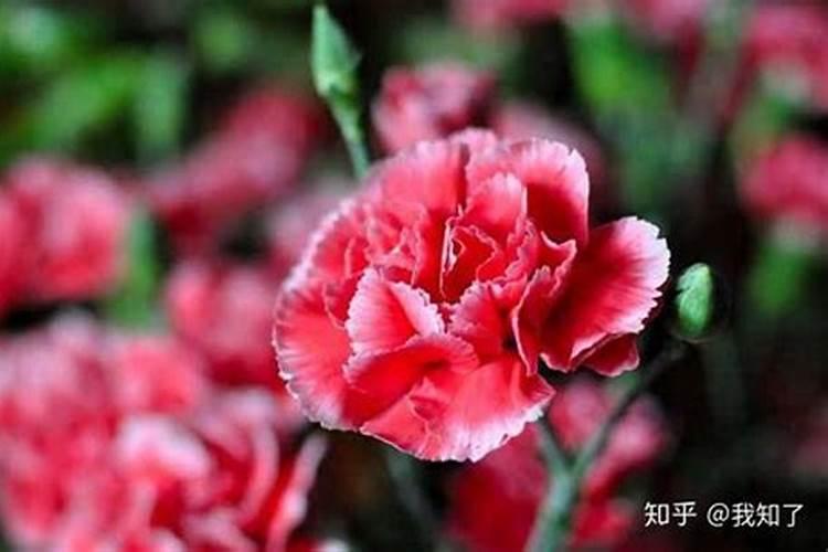 泗阳大兴镇在泗阳县的什么位置？
