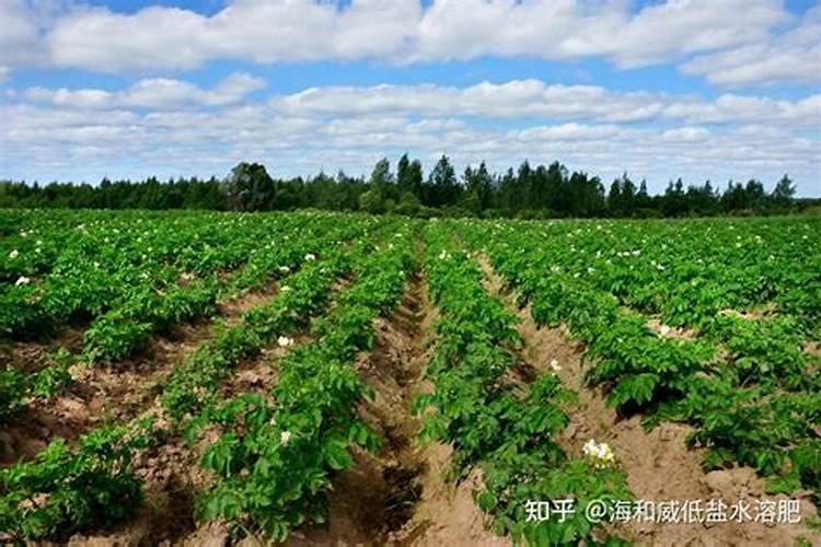 水稻喷施硼肥有什么作用？