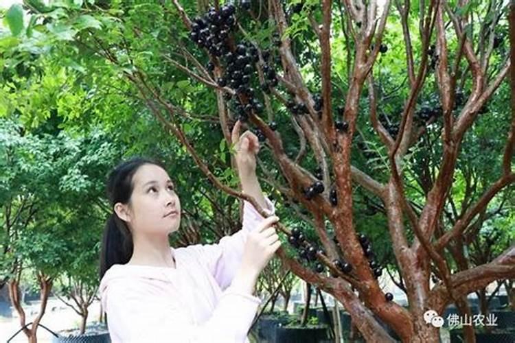 嘉宝果多结果的方法