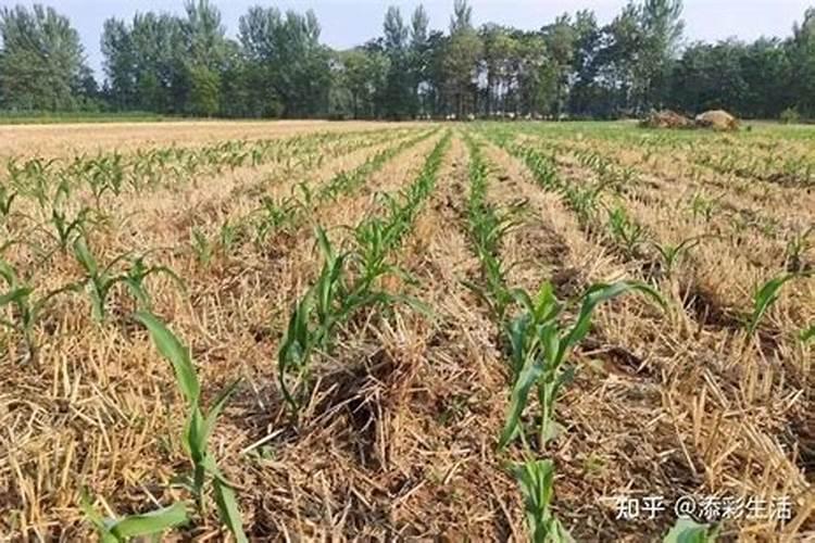 高氮肥料有哪些,用什么肥料黄瓜产量高