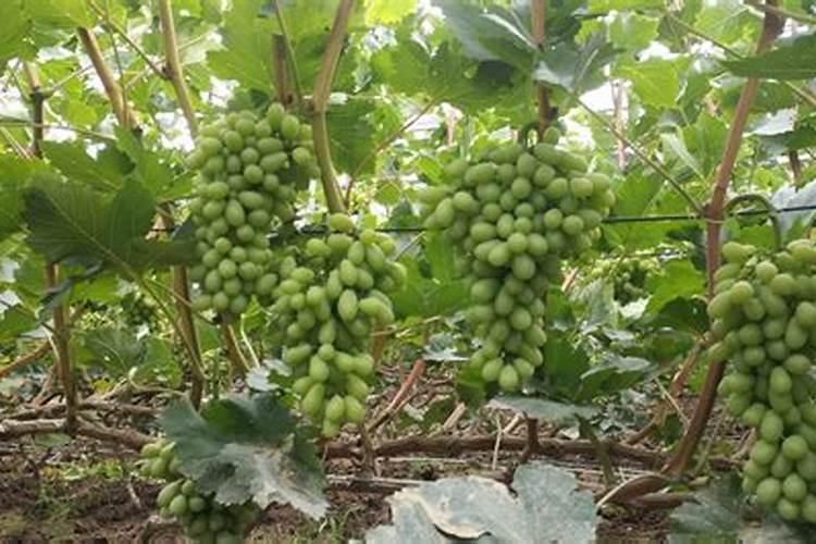葡萄坐果后施什么肥料