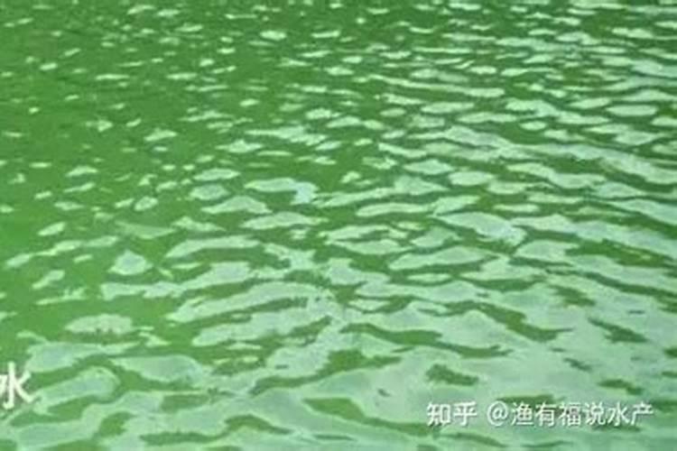 对虾养殖水绿怎么处理