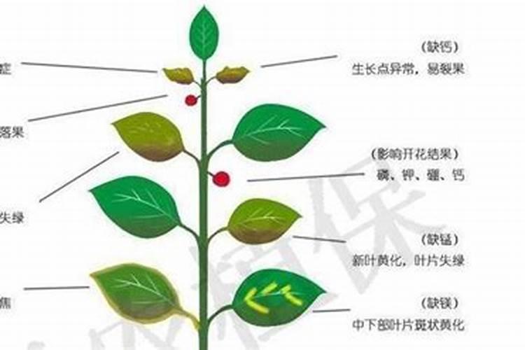 如何区分矿源黄腐酸钾的好与坏