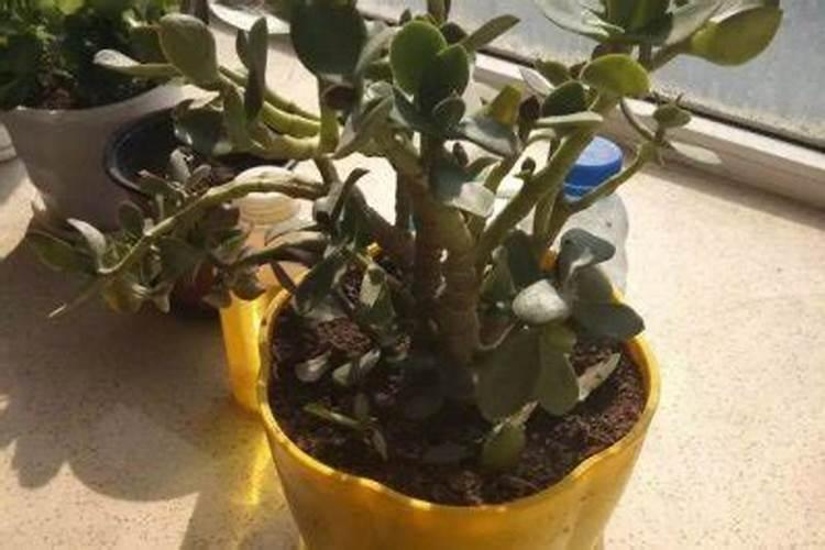 种青菜如何正确施肥