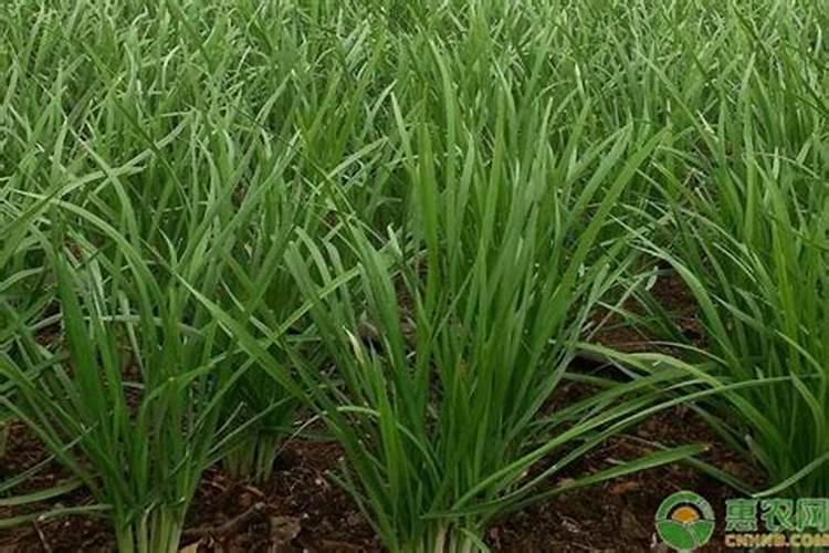 秋季韭菜种植技术 韭菜养殖注意事项