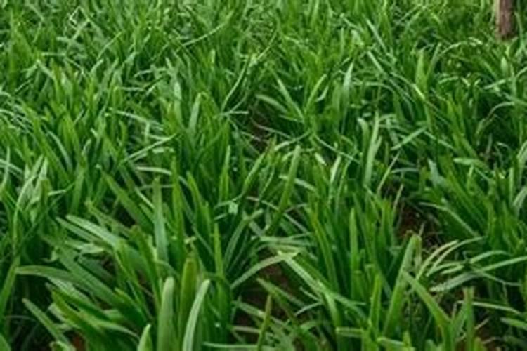 种植韭菜要怎样施肥
