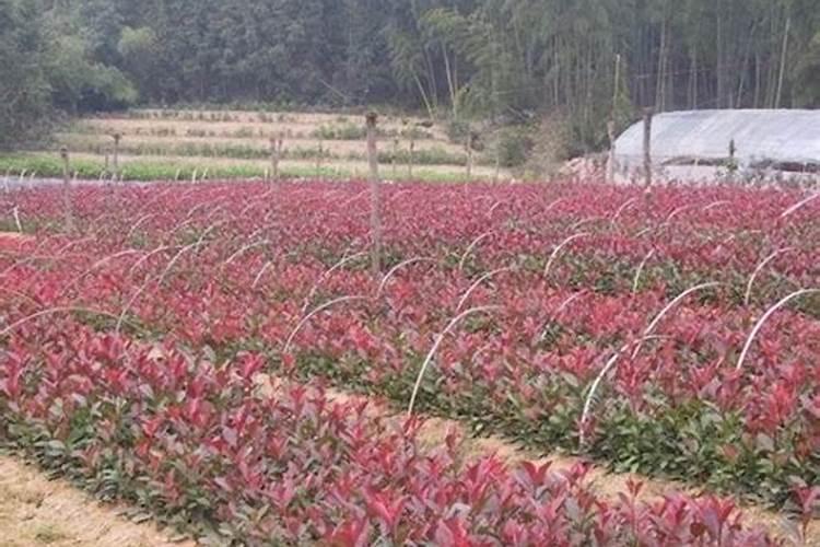 刚移栽的八角幼苗用什么肥料好？