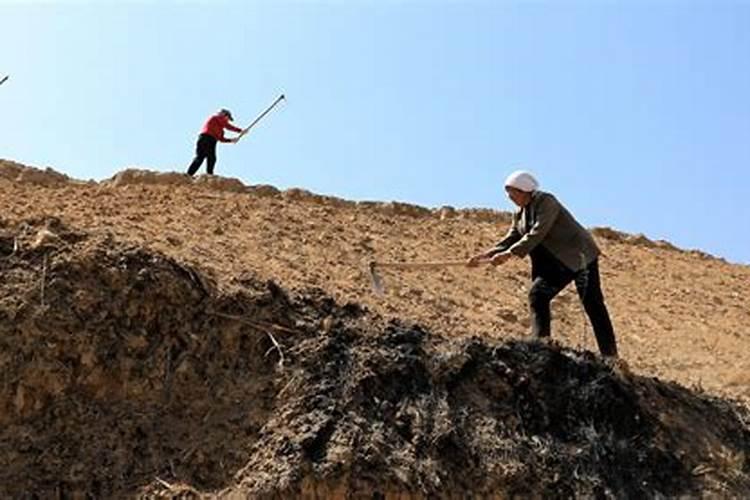 桃树在黄土地怎样施肥