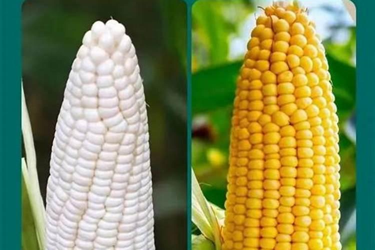 玉米除草剂上午还是下午打药最好