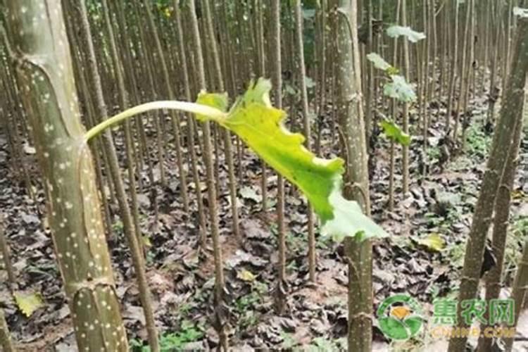 杨树繁育苗用什么叶面肥？