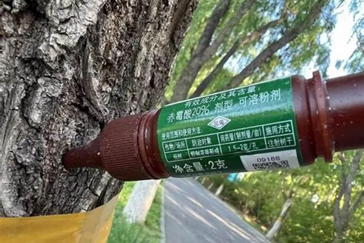 当每的小杨树施多少肥料最好？