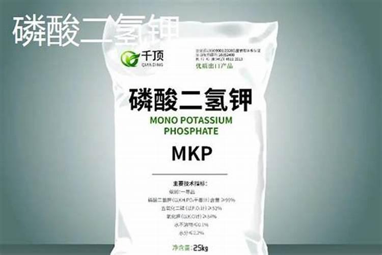盆栽黄韭菜的种植方法