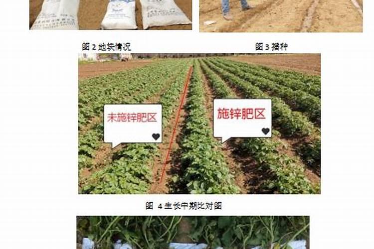 大蒜施什么肥料最好