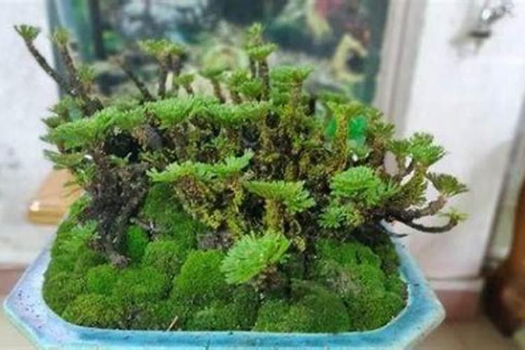 卷柏单杆怎么变多头 需要注意什么