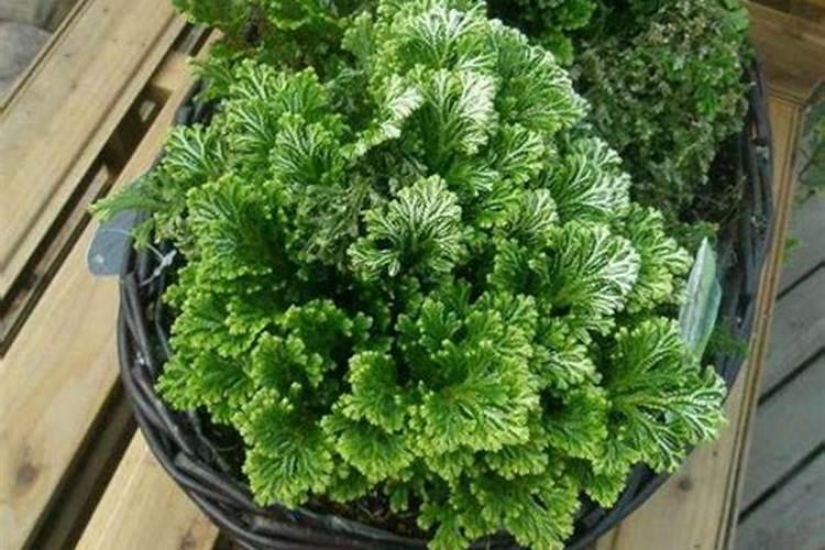 卷柏的养殖方法和注意事项