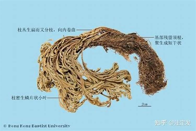 卷柏的养殖方法 以下内容仅供参考
