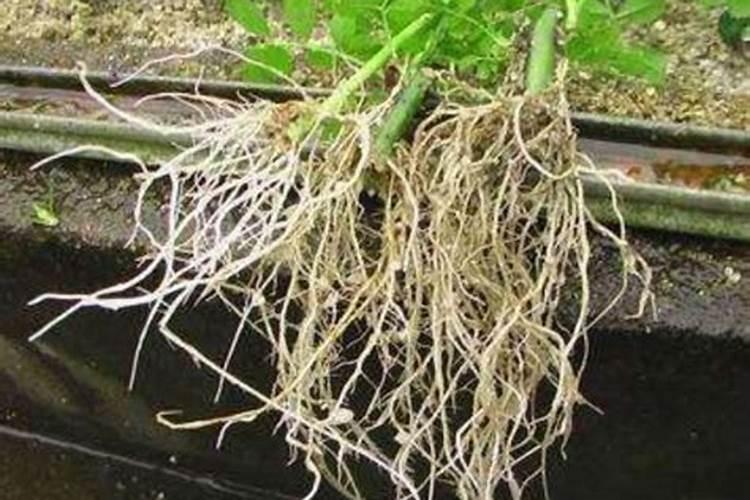 盆栽植物怎么养根 应注意什么