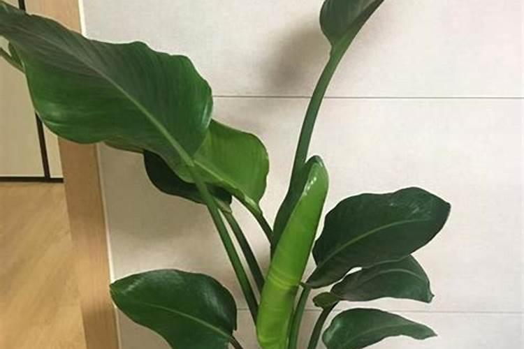 种植天堂鸟需要什么肥料