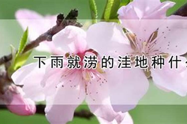 黄腐酸钾冲湿肥对棉花有什么帮助