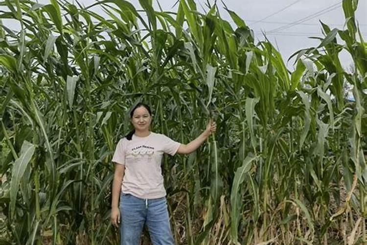 怎么种植红薯？