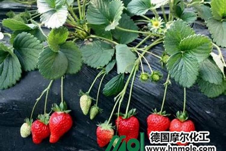 三农股票有哪些龙头股？