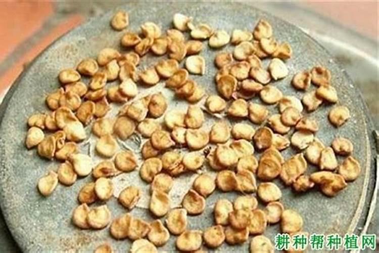 大蒜怎么种发芽快