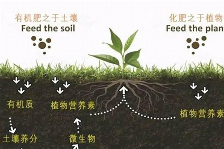 怎样改良贫瘠的土壤,让肥沃起来