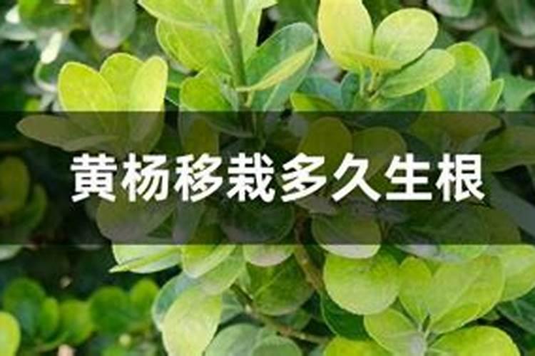 荔枝果苗刚种两天能不能放生根水浇水