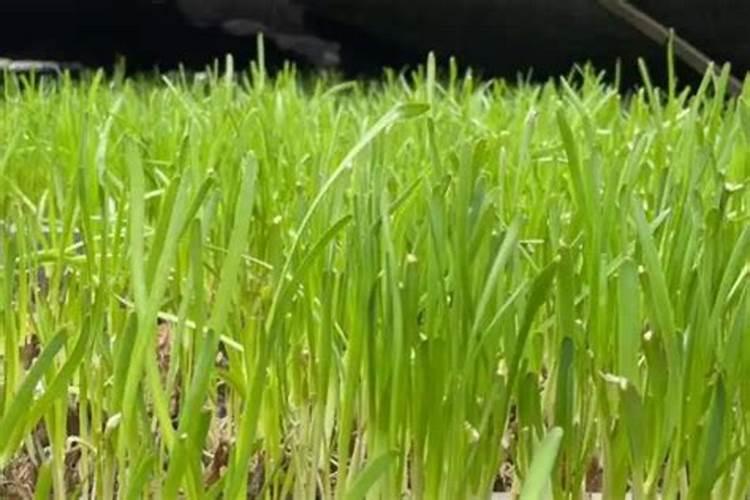 金钱草用什么肥料好