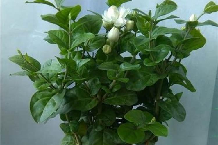 茉莉花各个时期应该如何施肥