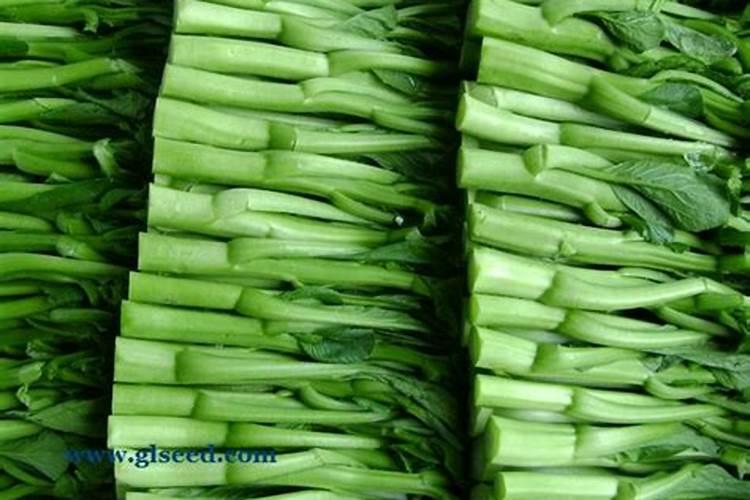 菜心育种在什么时候使肥最好