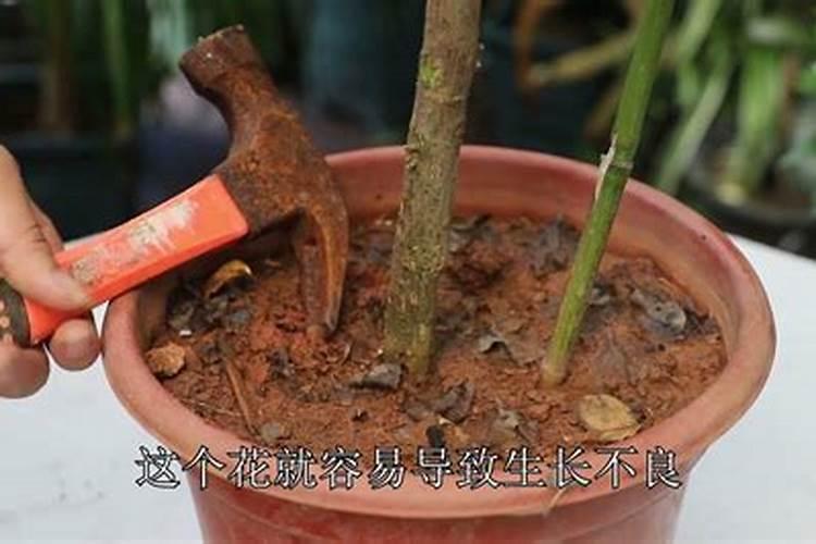 如何让板结的泥土松散,板结土质改良松软的十大方法