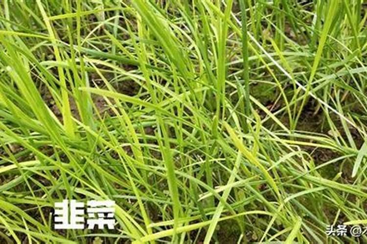 藏红花用什么土栽培
