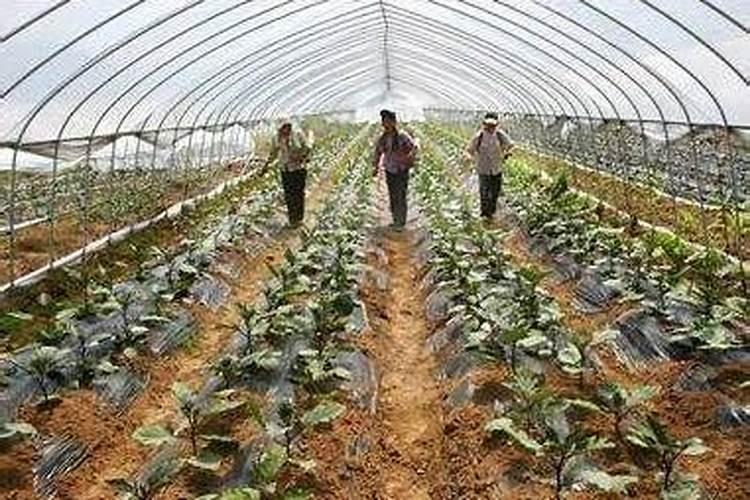 大棚蔬菜能用骨粉高钙肥吗