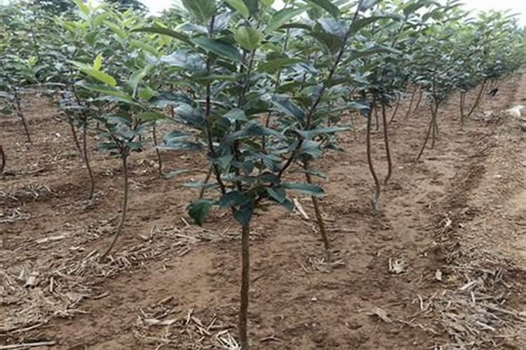 刚种下的果树苗多久才可以施肥