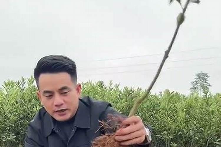 刚栽的果树苗多久可以施肥