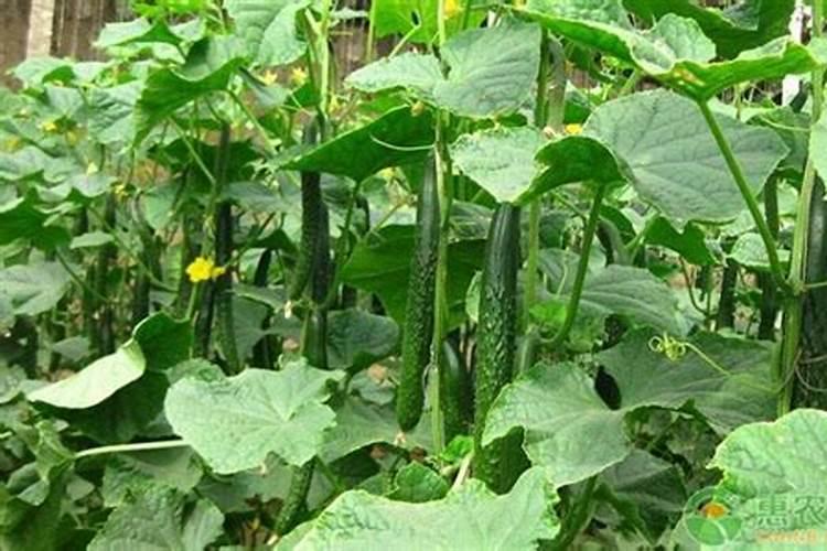 黄瓜开花结果期怎么施肥和管理