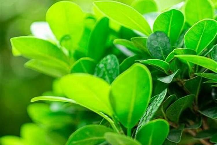 叶面肥使用的误区有哪些？ 苹果专用杀蚜剂:1.3%苦参碱