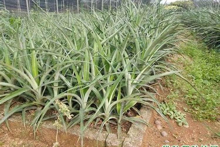 硼肥的用量、作用及使用方法