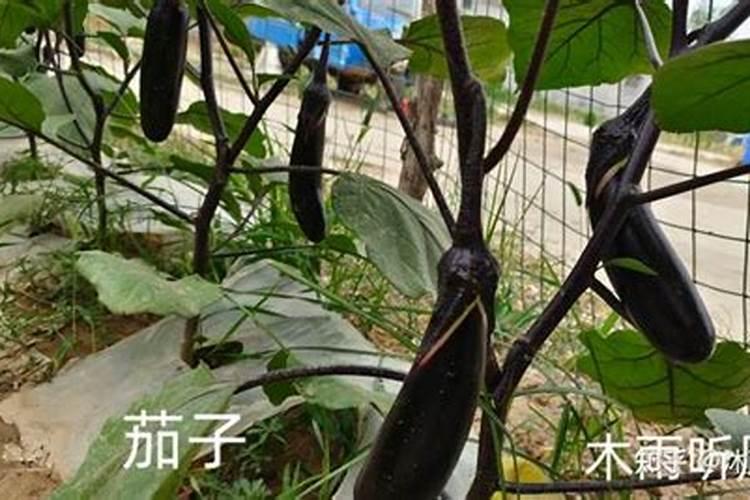 石榴树现在用芸苔素可以吗？