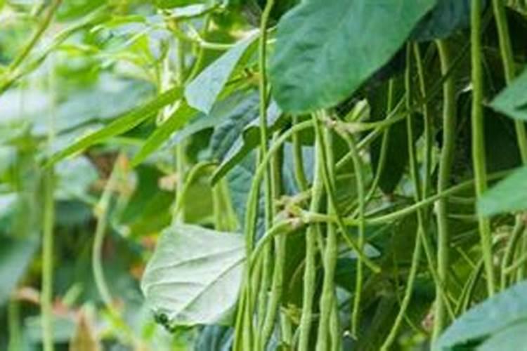 豆角喜欢什么肥料最好