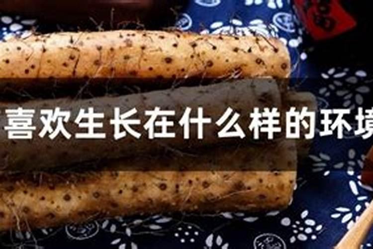 种植山药要使用什么肥