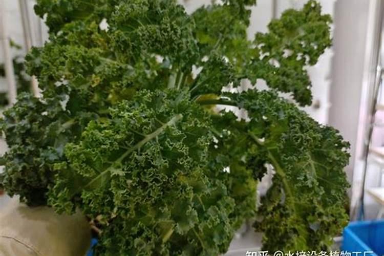 0.15%芸苔素具体作物上的应用