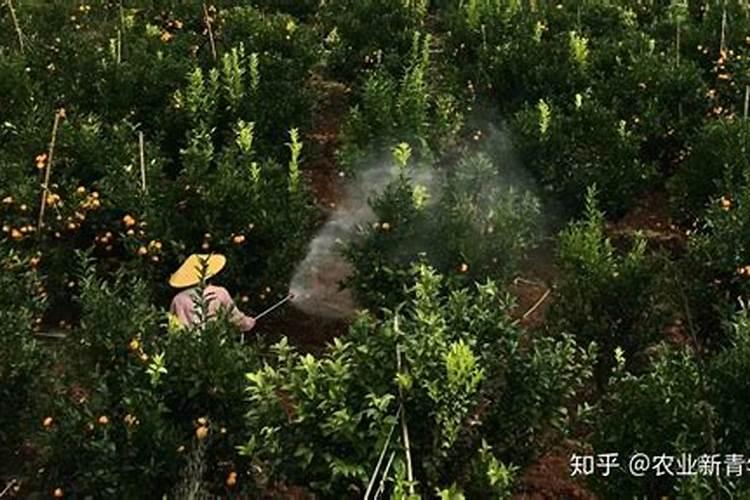 多肉用什么肥料最好