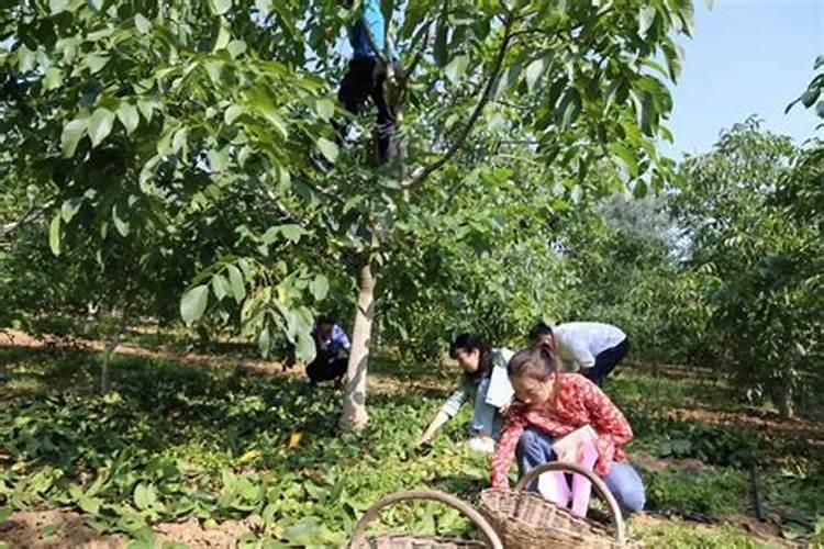 核桃树用什么肥料最好