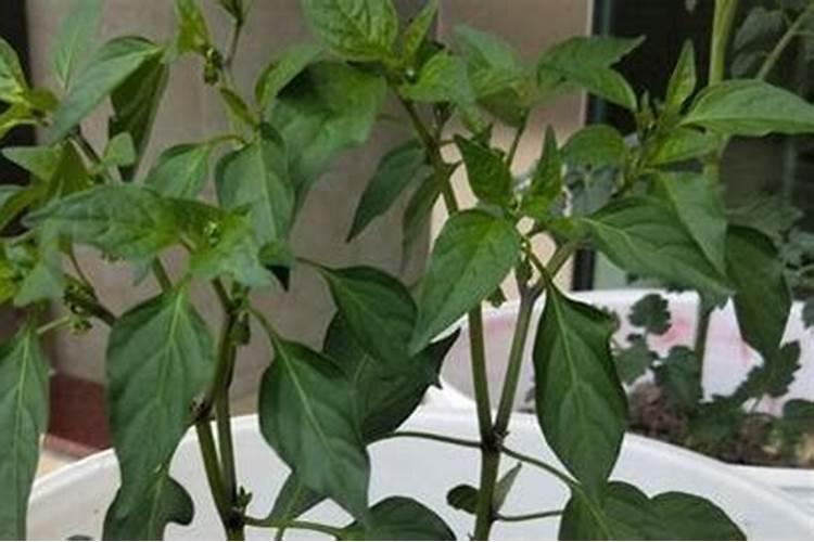 豇豆最合适的施肥时间 豇豆什么时候施肥