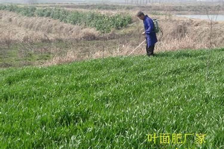 小麦灌浆期一般是几月,灌浆期打什么叶面肥