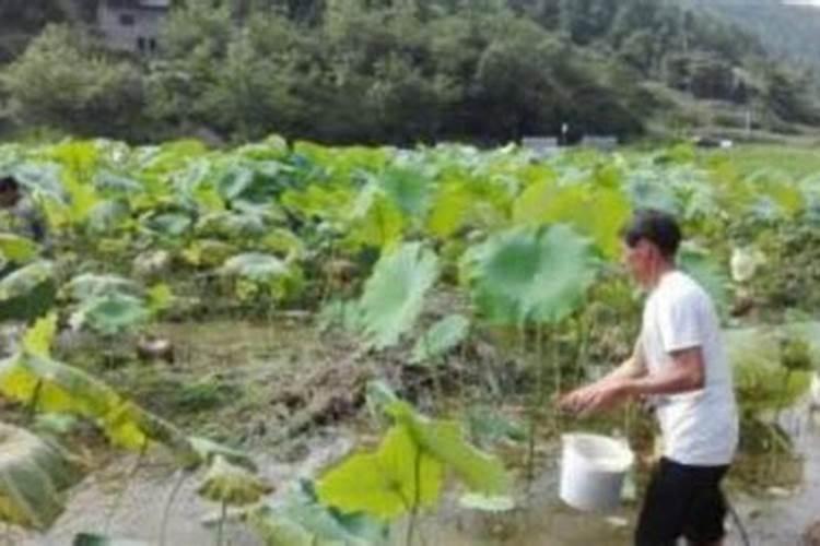 种莲藕用什么肥料好
